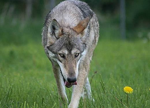 Up Close And Personal With A Wolf